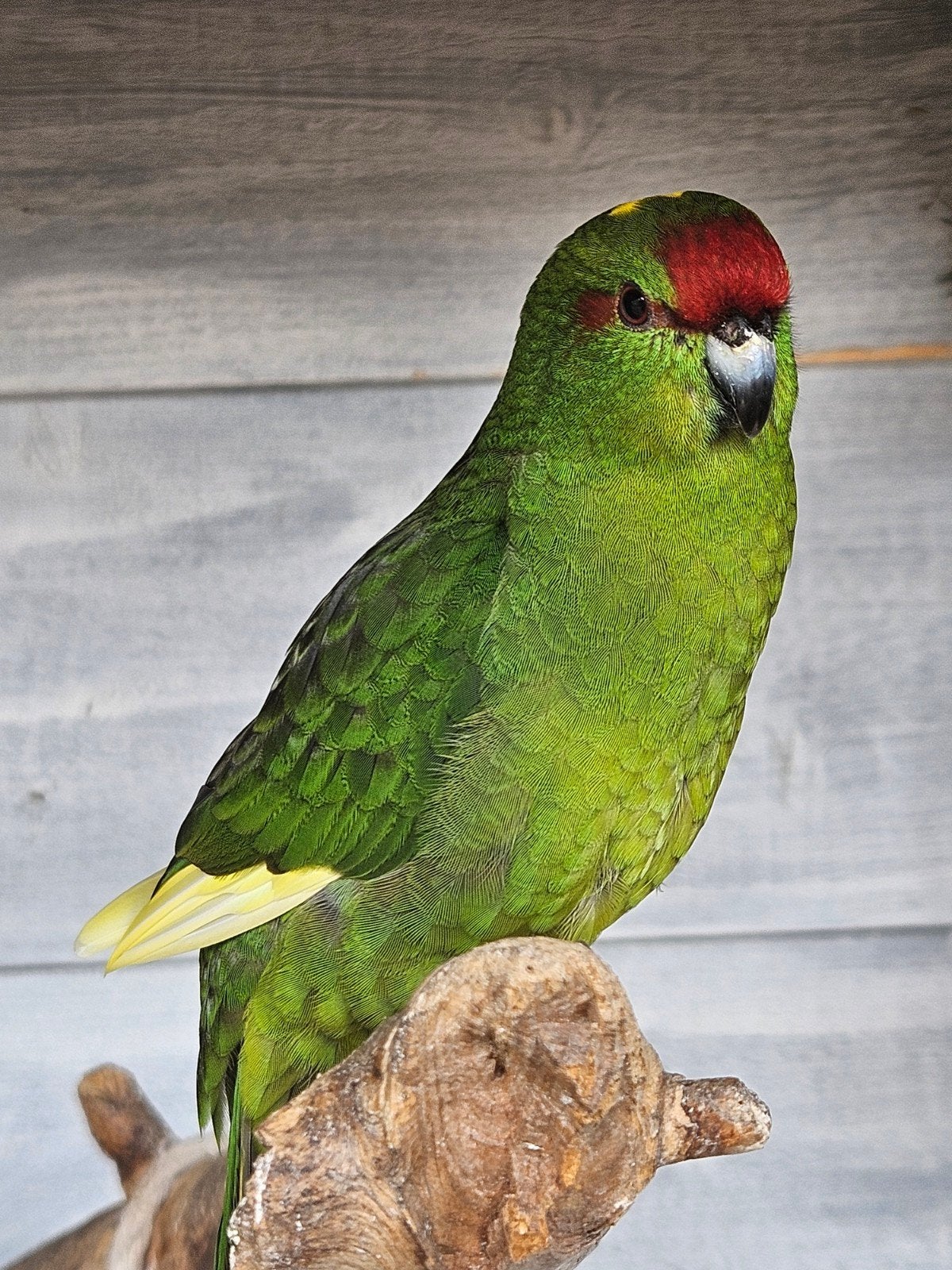 kakariki, Dieren en Toebehoren, Vogels | Parkieten en Papegaaien, Mannelijk, Parkiet