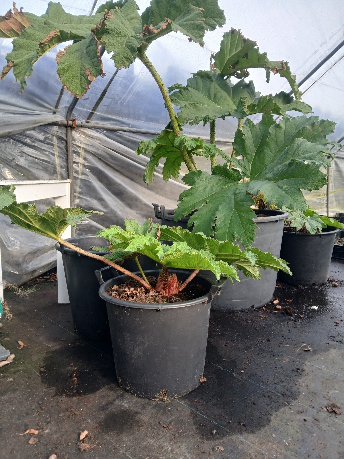 Gunnera Manicata - Mooie planten, Tuin en Terras, Ophalen