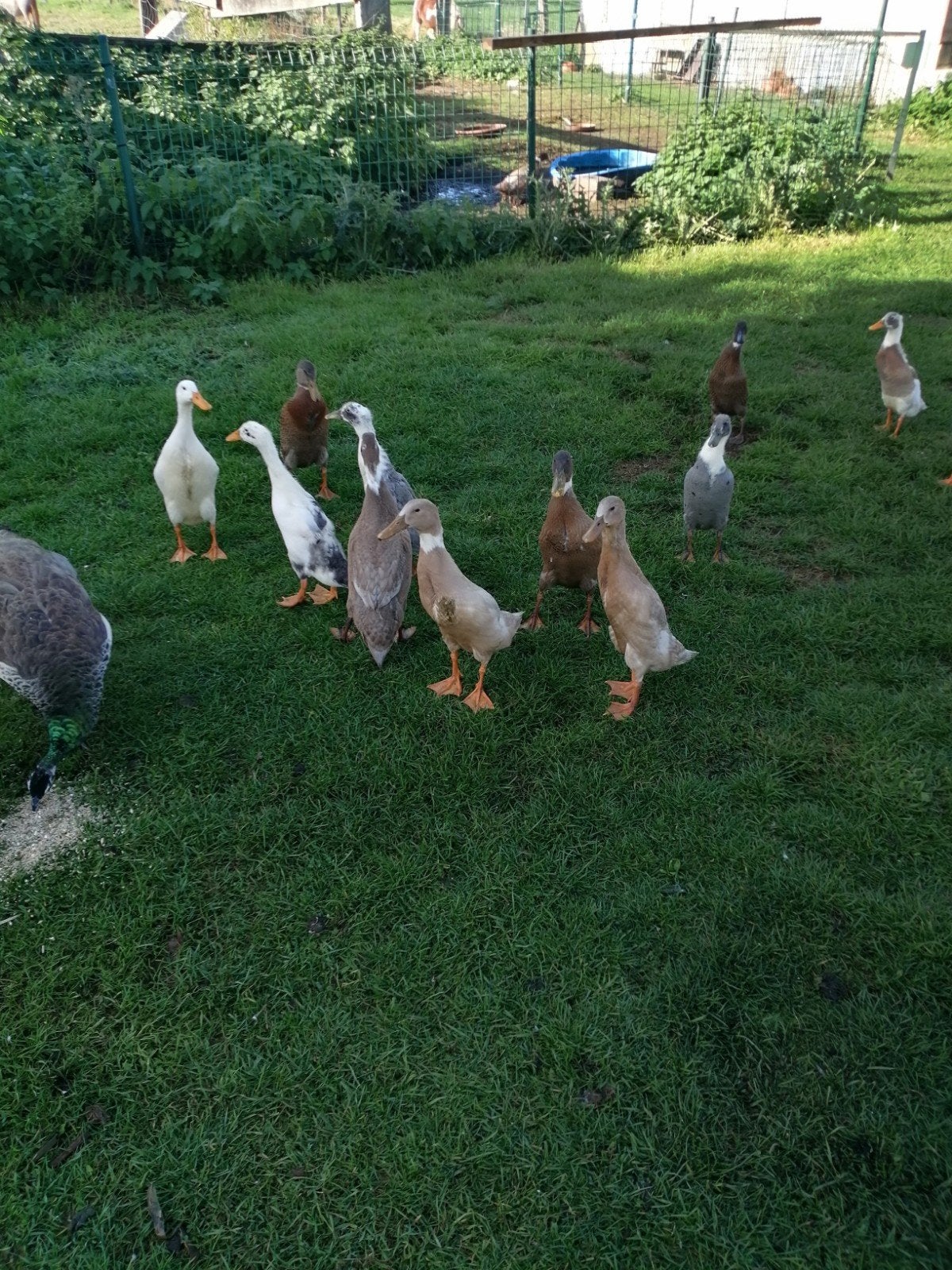 Indische loopeenden jonge te koop, Meerdere dieren, Eend