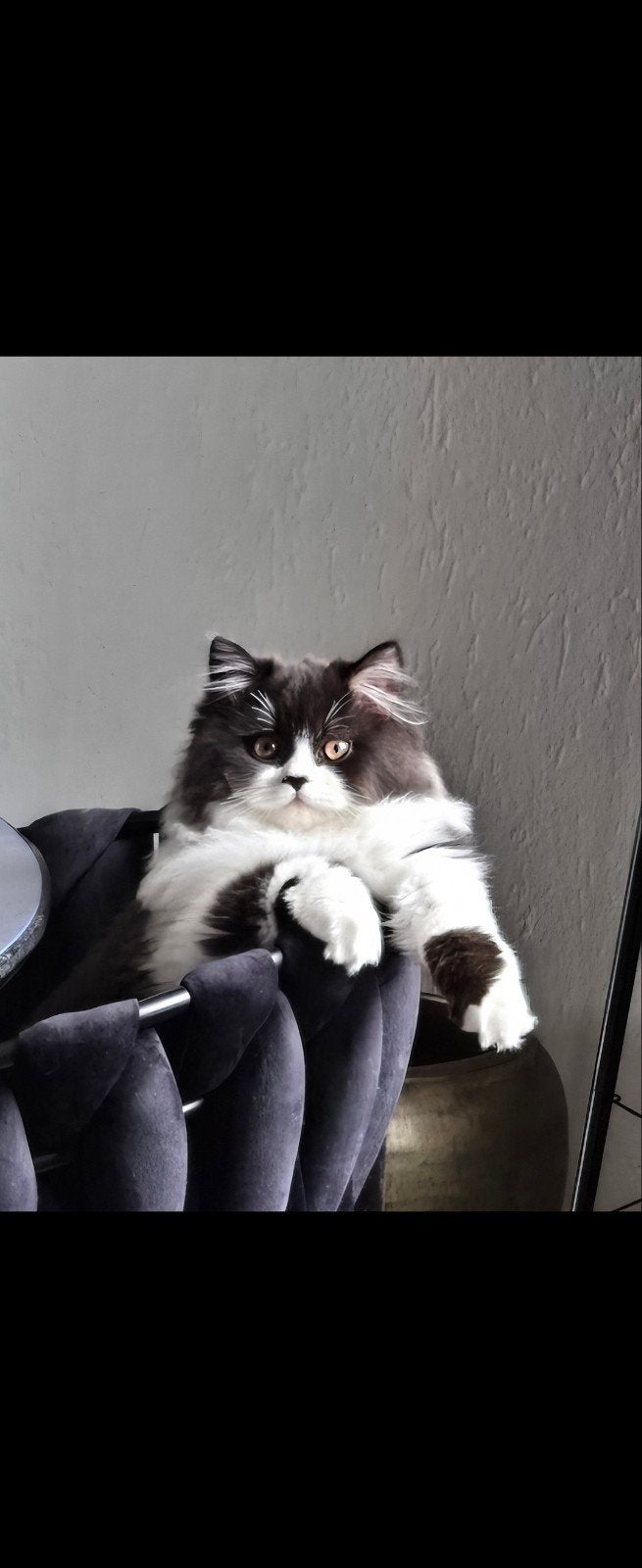 Britse langhaar dekkater aangeboden (niet te koop), Dieren en Toebehoren, 0 tot 2 jaar