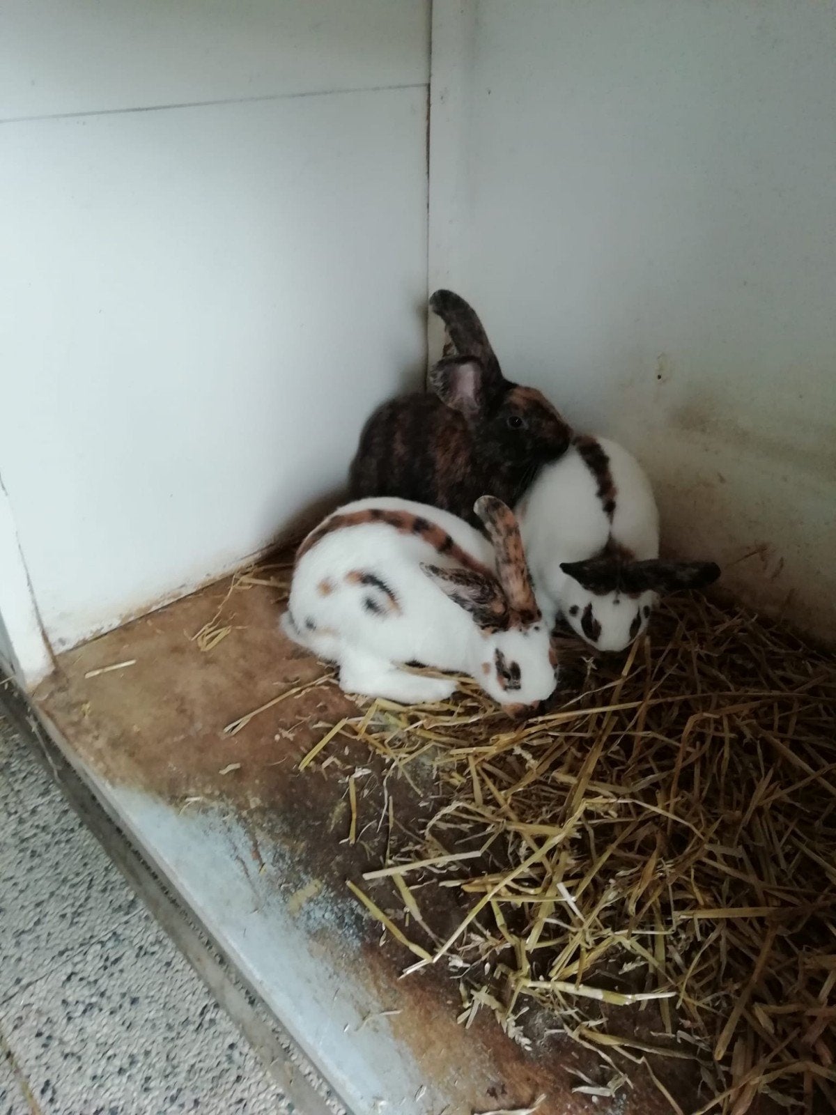 konijn Rijnlander ram te koop, Mannelijk, Middelgroot, 0 tot 2 jaar