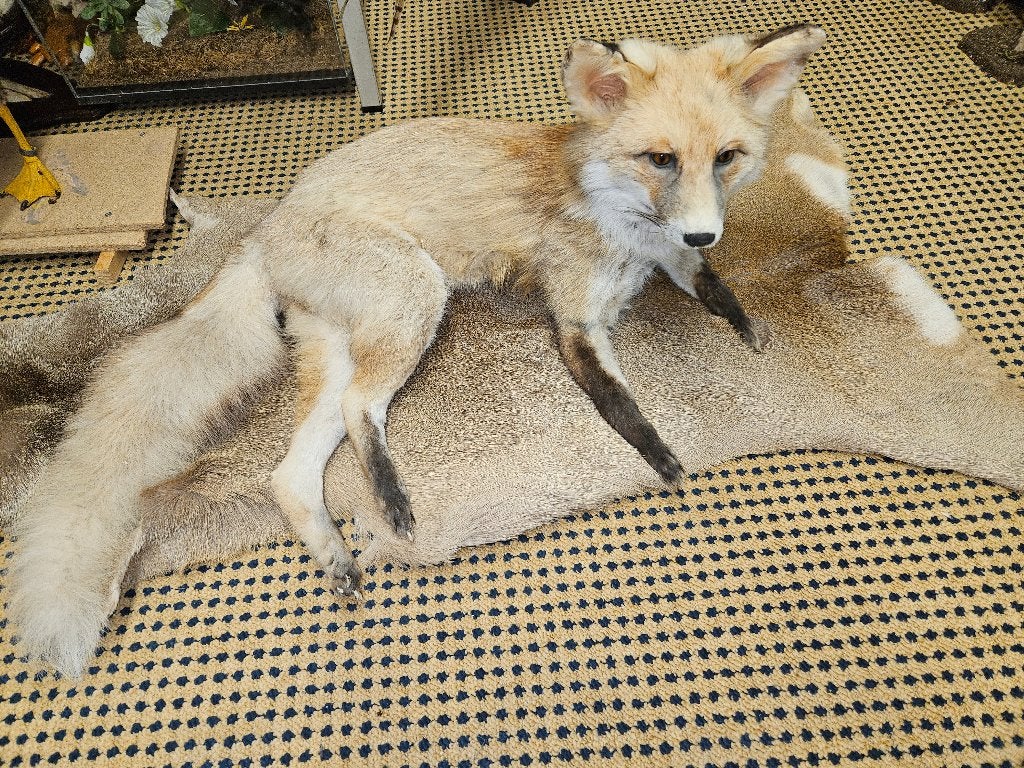 Collectie opgezette dieren voor super prijs zie omschrijving, Verzamelen, Dierenverzamelingen, Ophalen, Nieuw, Wild dier, Opgezet dier