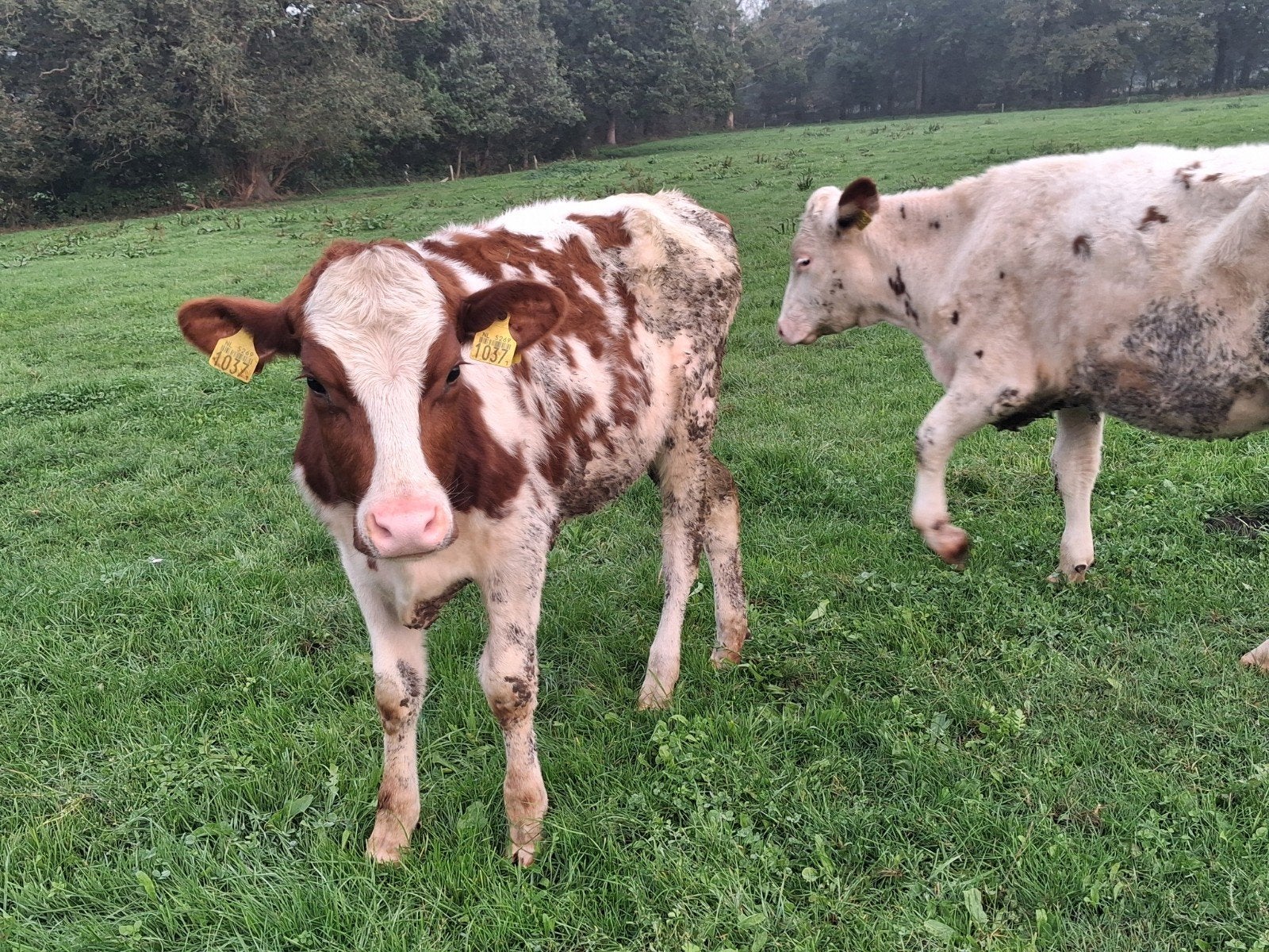 weidepinken, Dieren en Toebehoren, Meerdere dieren