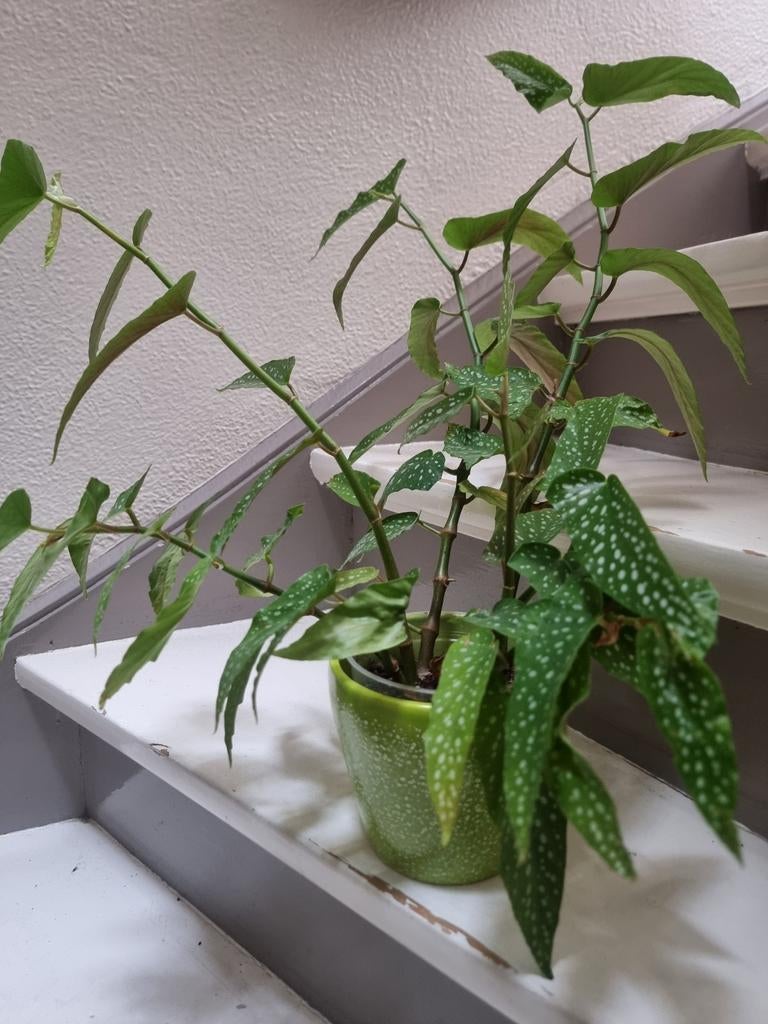 Jonge planten van stippenbegonia, Aloe Vera en Sanseveira, Huis en Inrichting, Kamerplanten, Minder dan 100 cm, Halfschaduw, Ophalen