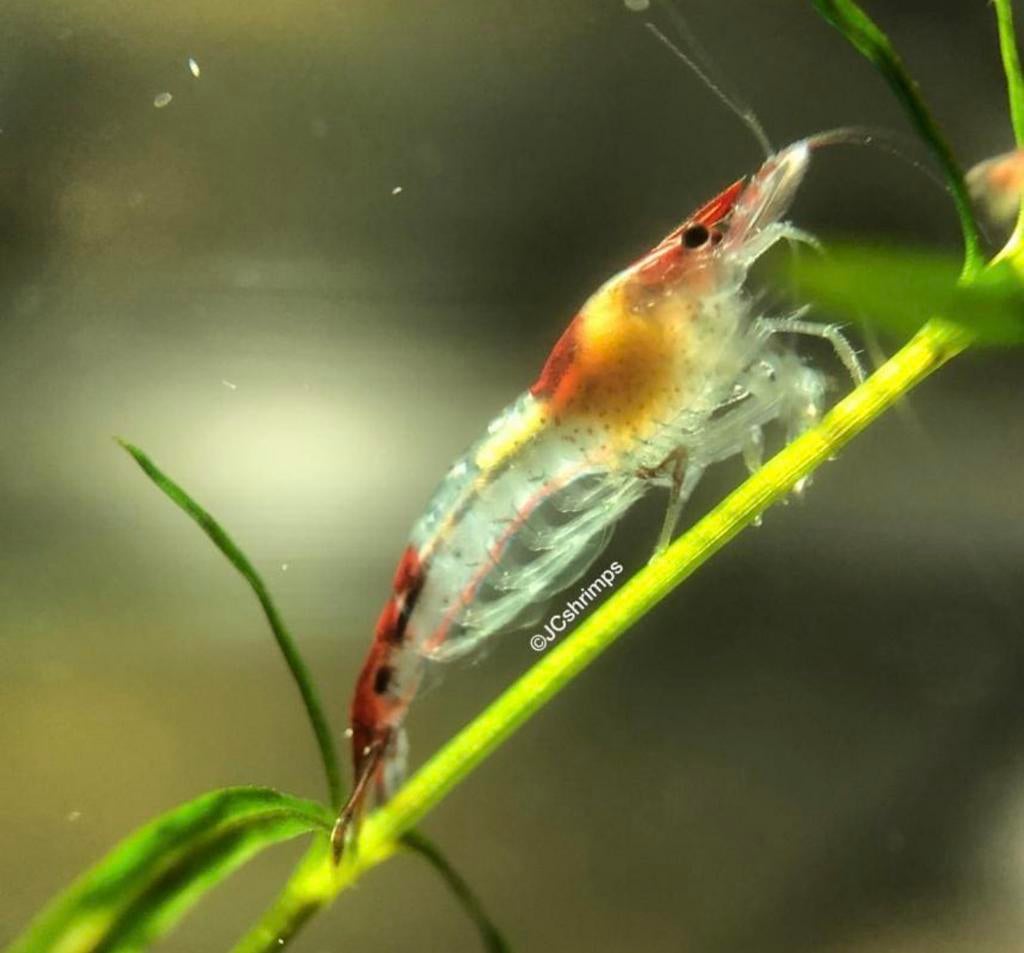 Red rili low grade | Neocaridina garnaal, Kreeft, Krab of Garnaal, Zoetwatervis