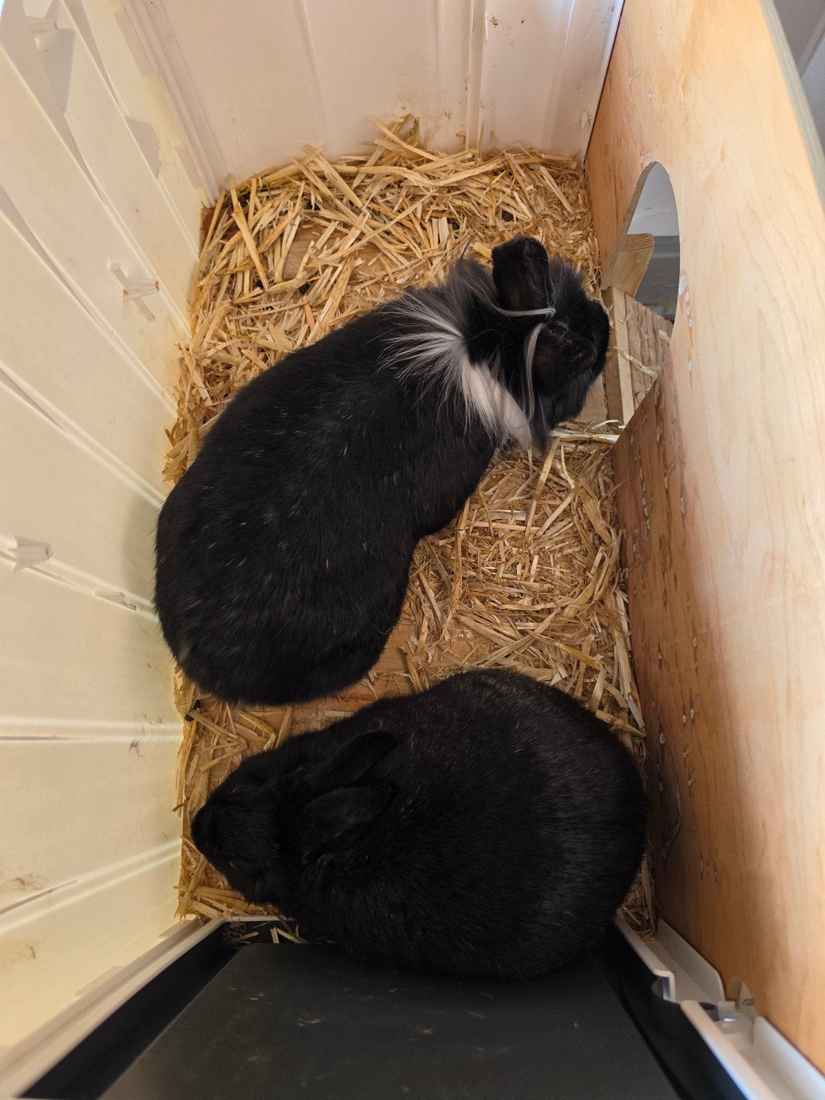 2 konijnen plus hok, Meerdere dieren