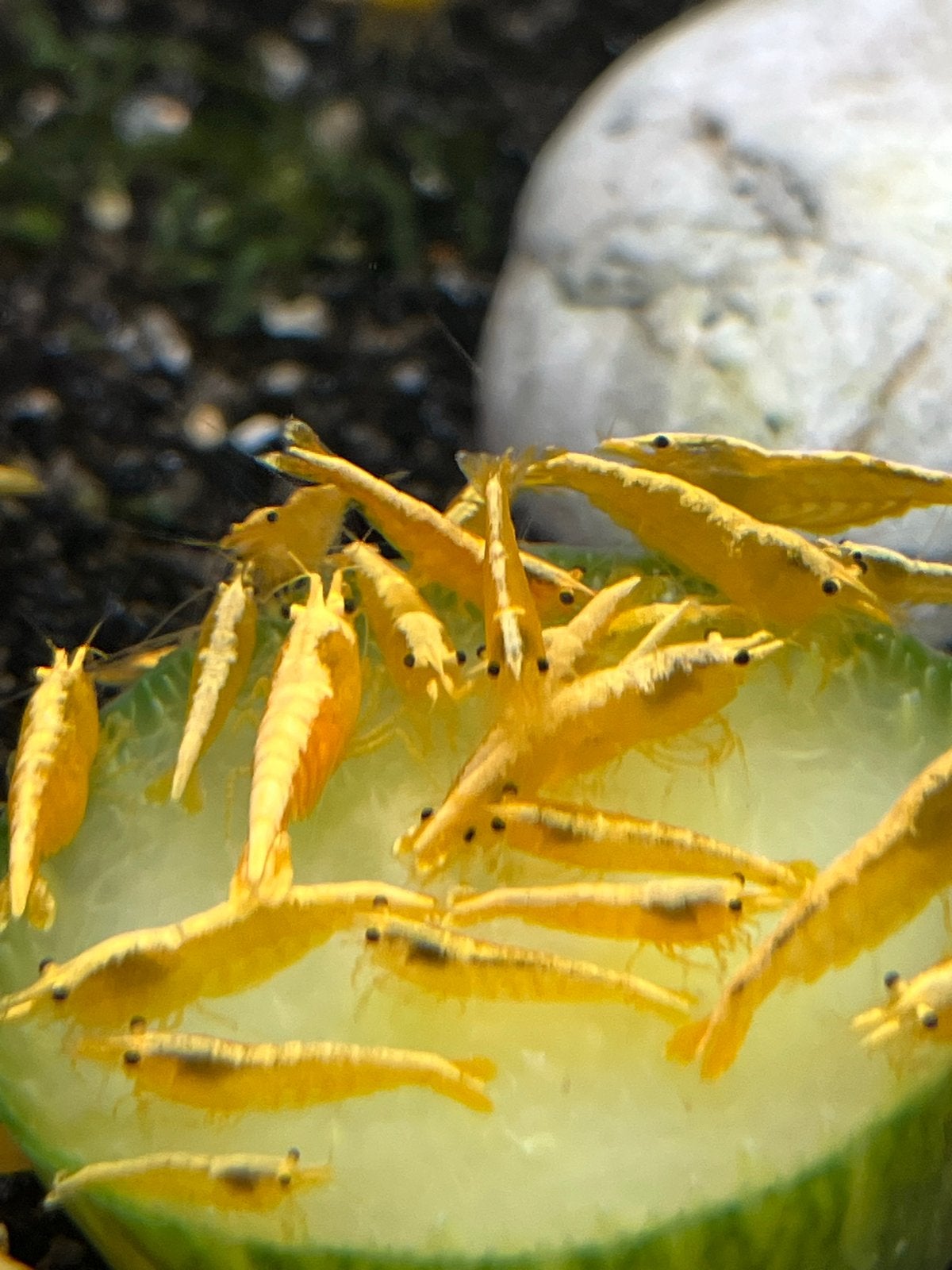 Neocaridina cf. davidi – Yellow Stripe, Kreeft, Krab of Garnaal