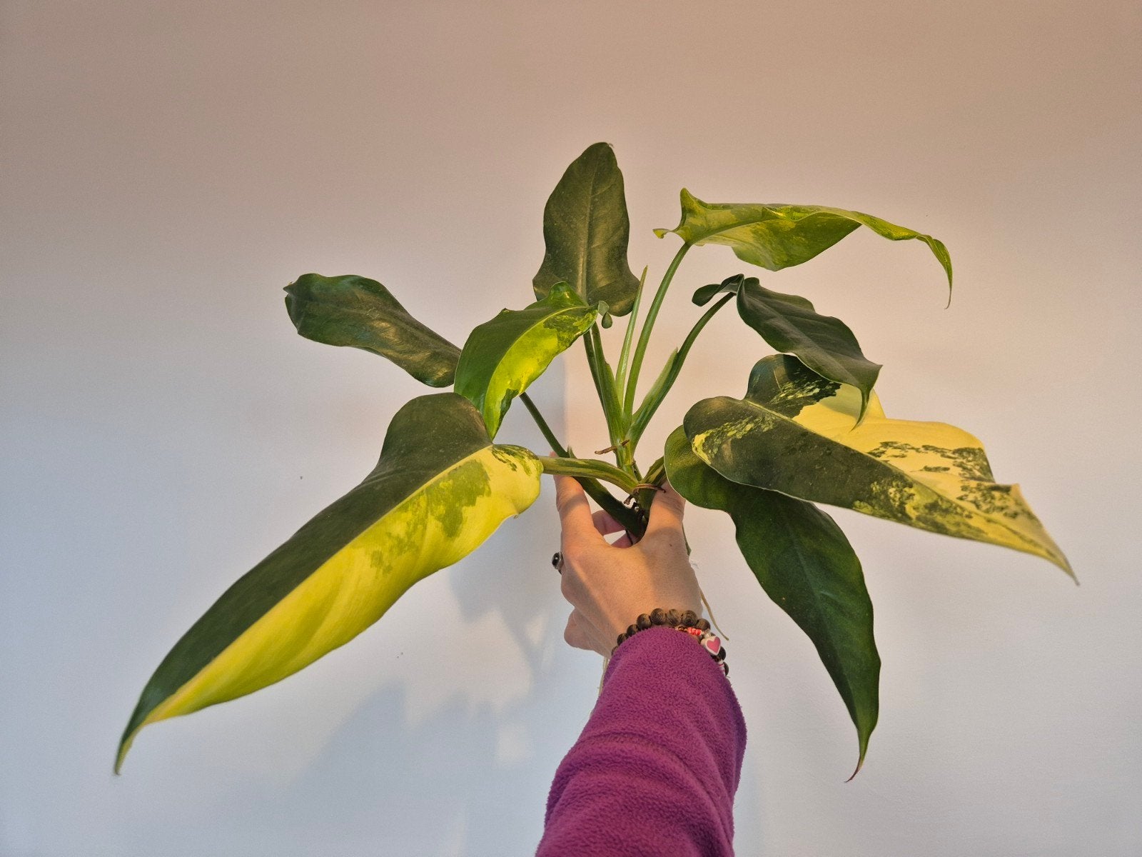 Philodendron Domesticum Variegata - Zeldzame Stek, Huis en Inrichting, Ophalen of Verzenden, Halfschaduw, Minder dan 100 cm