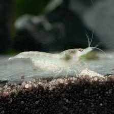 Super pearl white garnalen!! 🦐, Dieren en Toebehoren, Kreeft, Krab of Garnaal