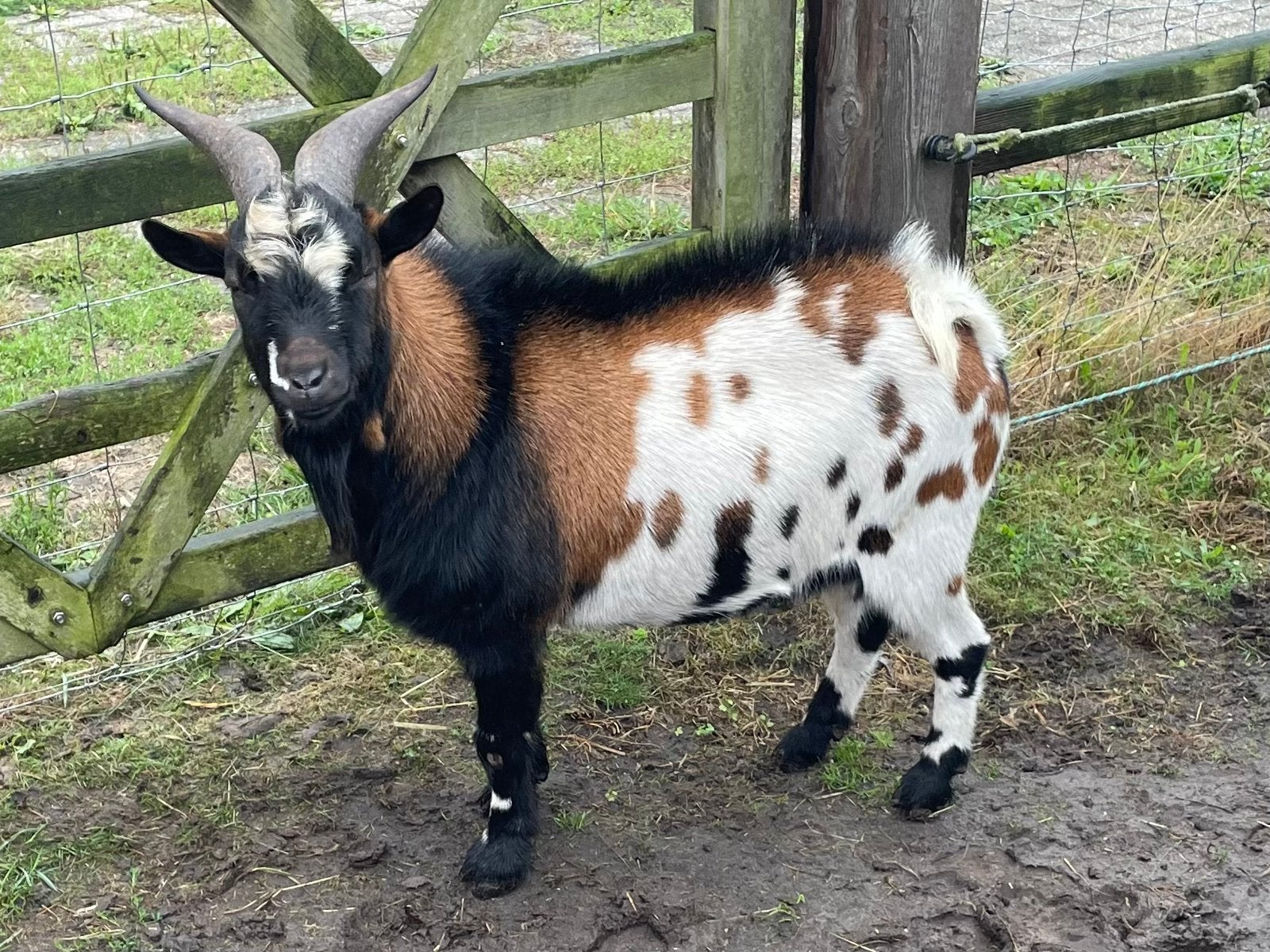 Mooie bonte dwergbok, Mannelijk, Geit