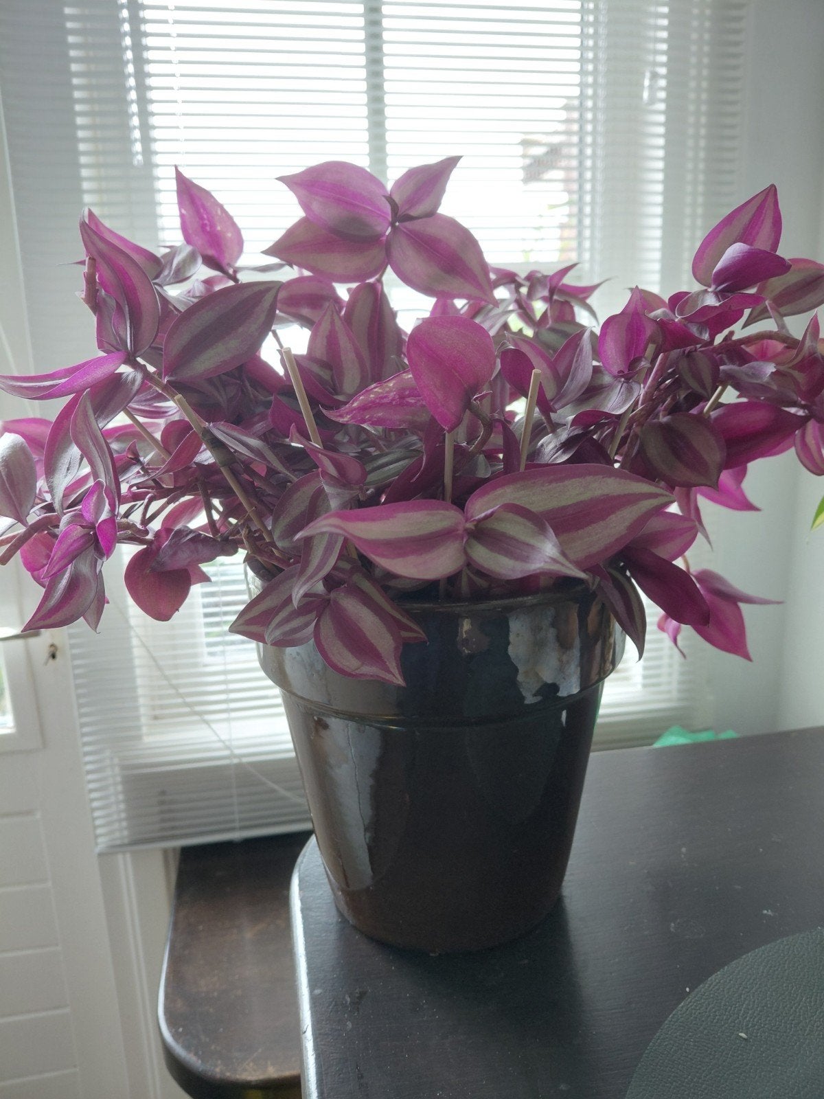 Tradescantia Zebrina - Gezonde, levendige  kamerplant in pot, Huis en Inrichting, Ophalen, In pot, Minder dan 100 cm, Volle zon