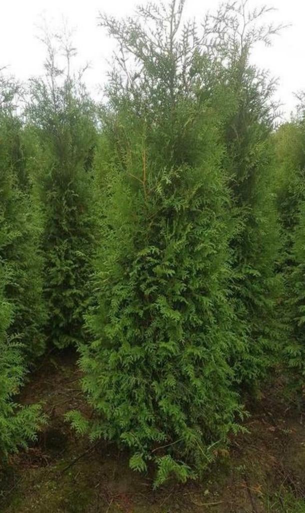 Thuja coniferen diversen maten etc tekoop, Ophalen, Conifeer, 100 tot 250 cm