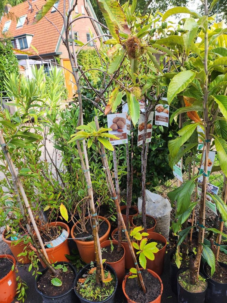 Vijgenboom in pot fruitbomen, Ophalen of Verzenden, In pot, Lente