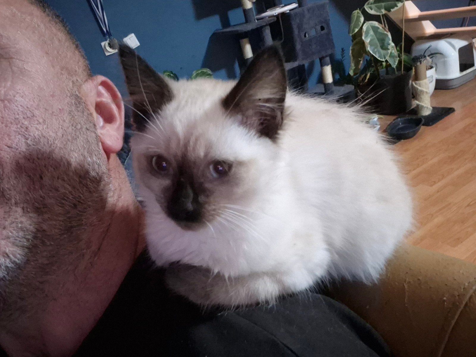 ragdoll kittens te koop, Dieren en Toebehoren