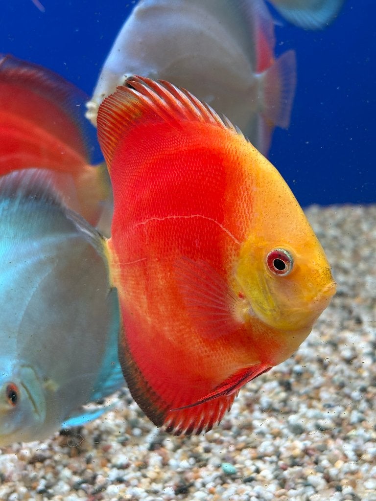 discus vissen, Vis, Zoetwatervis, Schoolvis