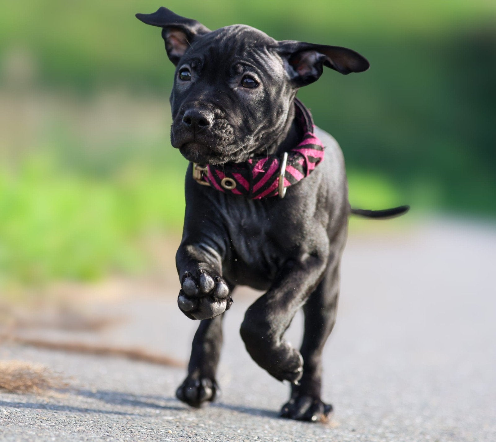 Amerikaanse Pitbull Terrier pups tekoop, Overige rassen, CDV (hondenziekte), 8 tot 15 weken, Meerdere