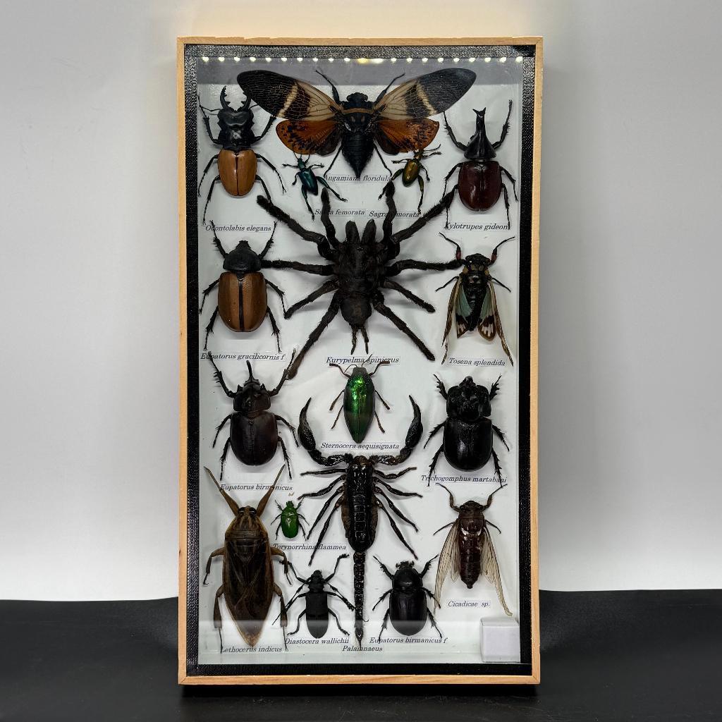 Insectenbox met 17 verschillende insecten