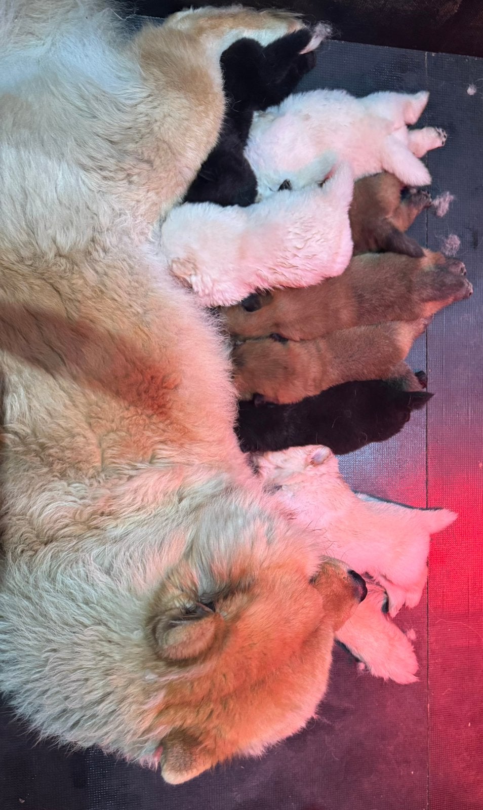 Prachtige Chow Chow pups in zwart, crème en rood! ️, Overige rassen, 8 tot 15 weken, Meerdere, Meerdere dieren