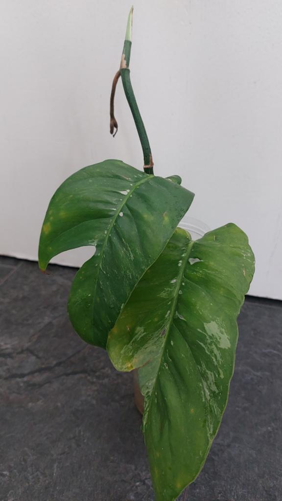 Epipremnum variegata, Huis en Inrichting, Kamerplanten, Ophalen of Verzenden, Halfschaduw, Minder dan 100 cm