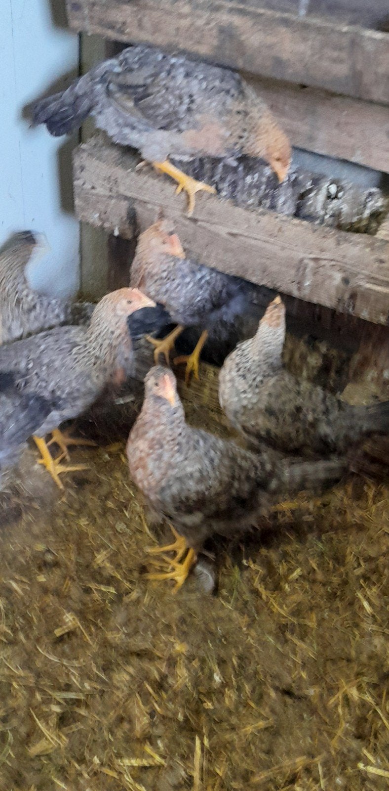 Te koop 8 mooie jonge kippen., Dieren en Toebehoren, Pluimvee, Vrouwelijk, Kip