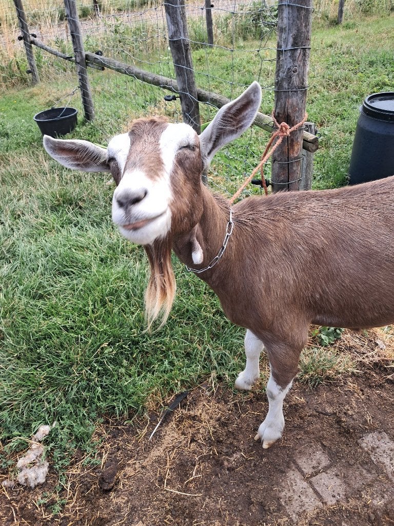 toggenburger  geit, Dieren en Toebehoren, Vrouwelijk, Geit, 0 tot 2 jaar