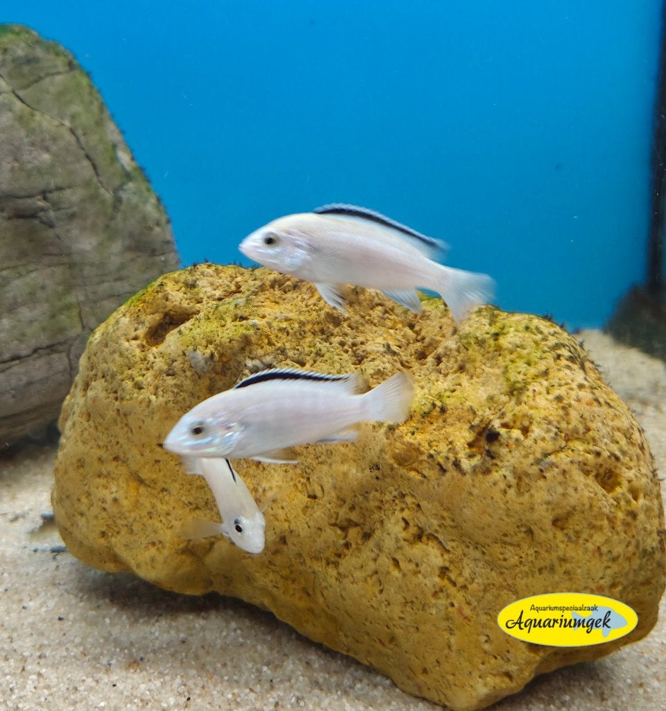 Labidochromis caeruleus white, Vis, Zoetwatervis