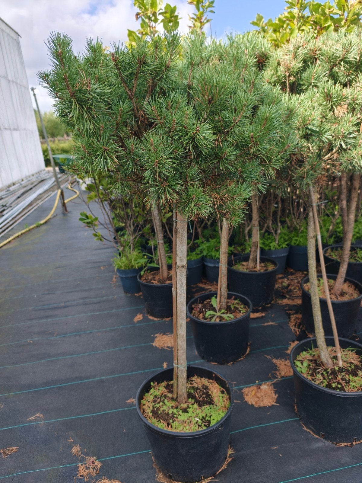 Bolboom -, Bloeit niet, 100 tot 250 cm, Ophalen, Volle zon