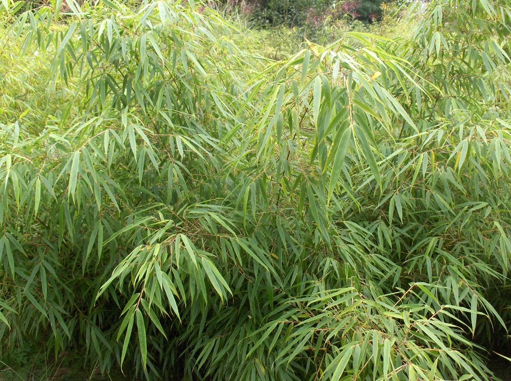 Bamboe Fargesia niet-woekerend., Tuin en Terras, Ophalen, Bamboe