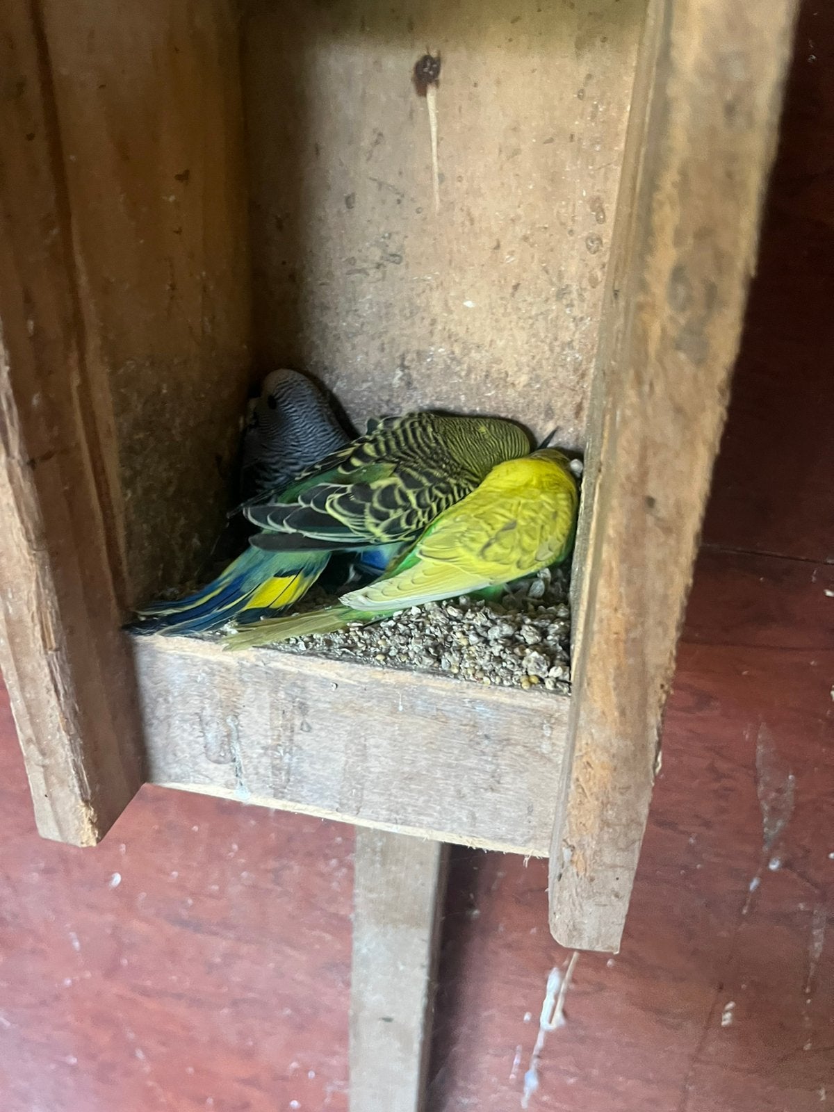 Mooie jonge grasparkieten te koop, Meerdere dieren, Parkiet