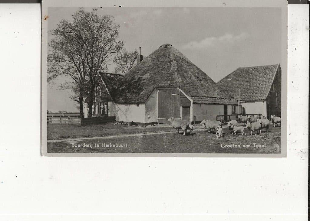Texel Harkebuurt met Schapenboerderij 20-7-1950, Ophalen of Verzenden, 1940 tot 1960, Gelopen, Waddeneilanden