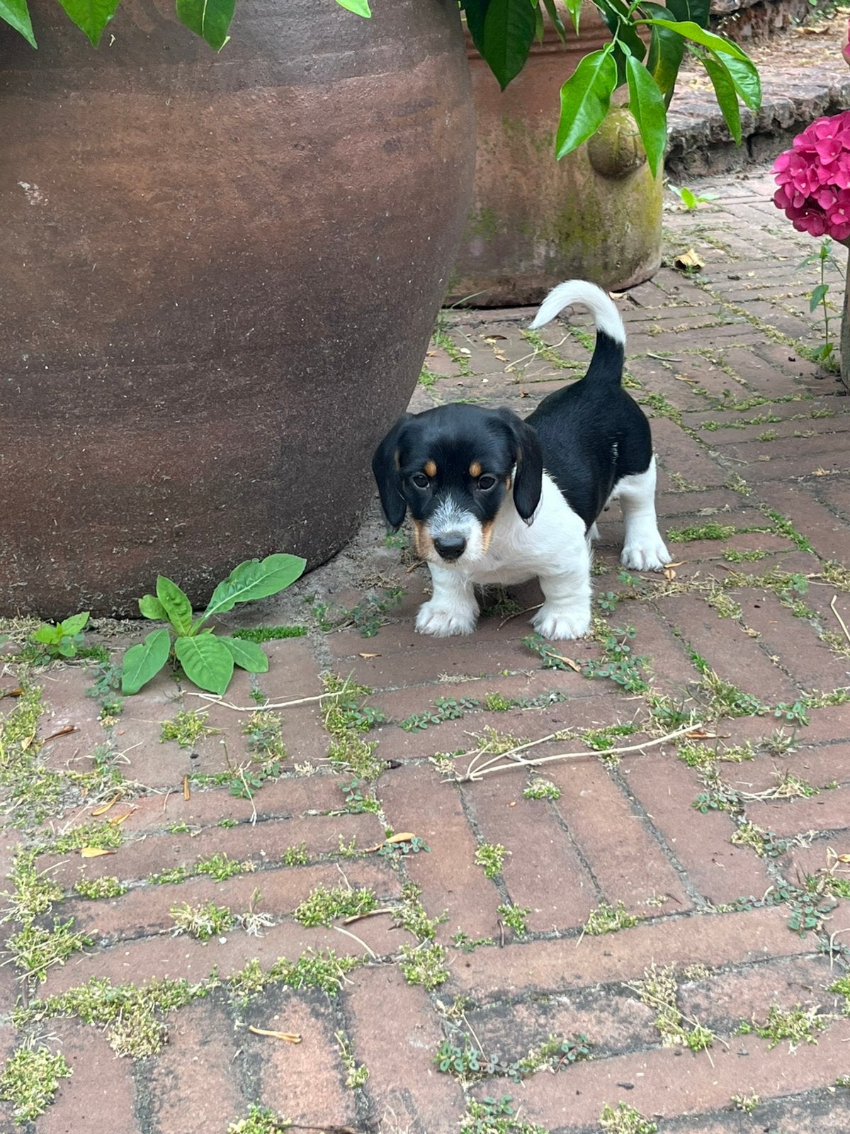 Prachtige Dwerg Teckel Ruwhaar Piebald pups, Dieren en Toebehoren, Honden | Teckels en Dashonden, Parvo, 8 tot 15 weken, Dwerg