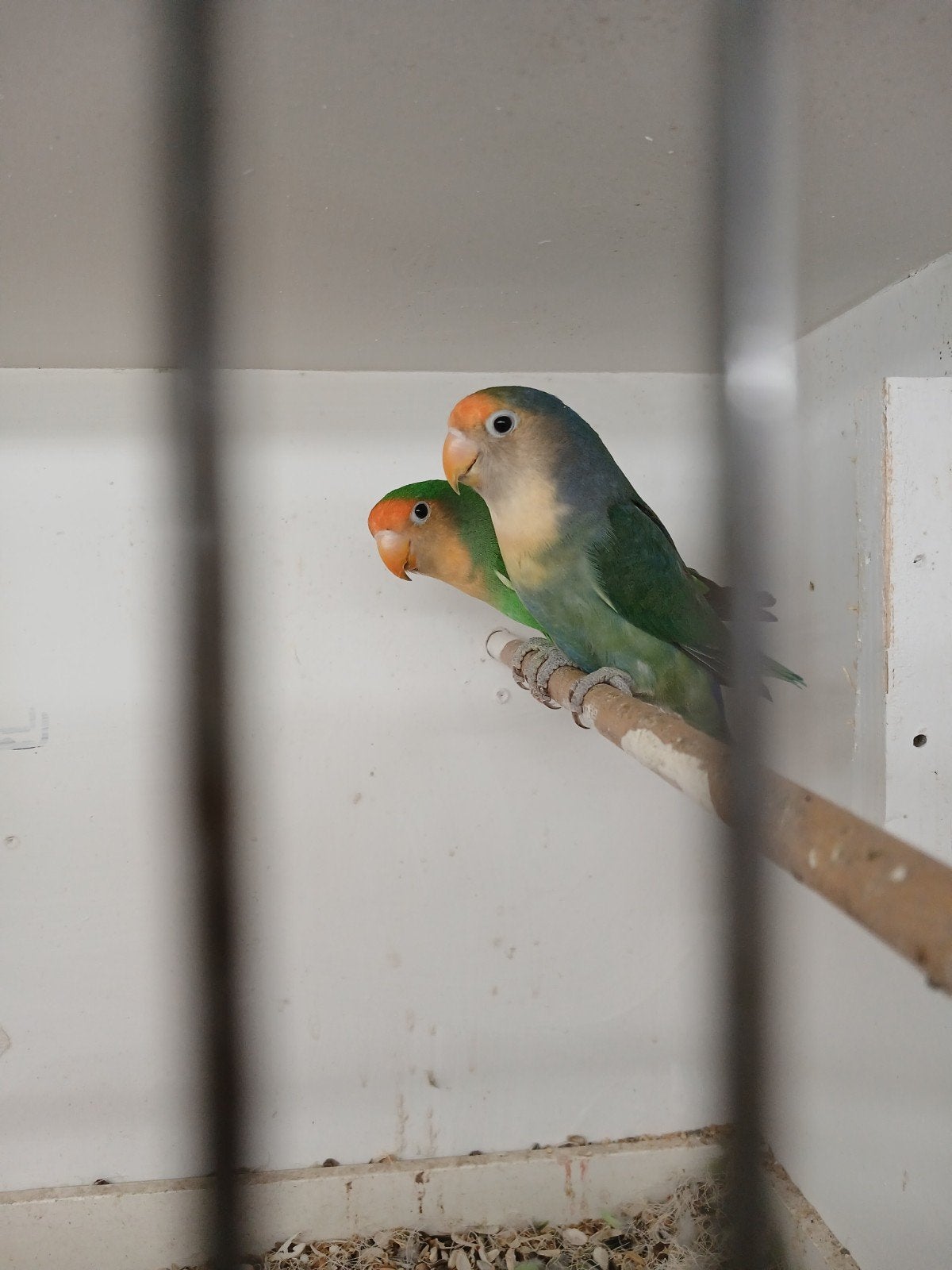 agraponissen, Meerdere dieren, Parkiet