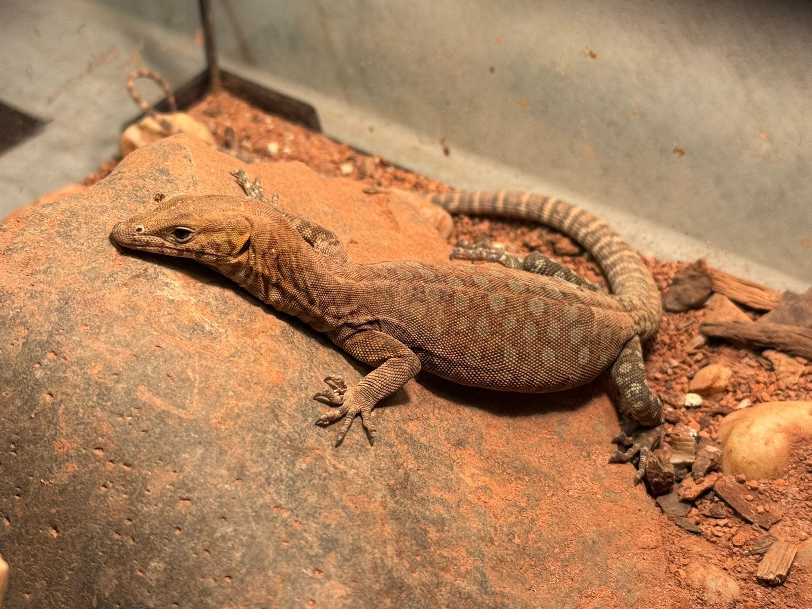 0.0.1 Varanus Pilbarensis cb2025 Monitor Lizard photo 3