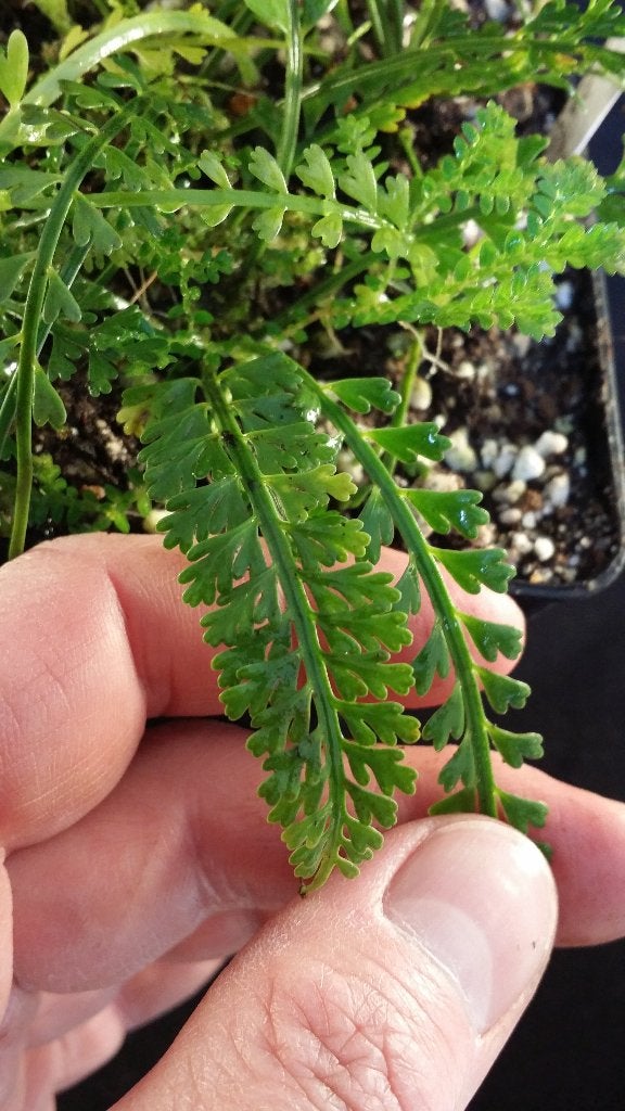 Asplenium prolongatum plasticachtig minivarentje Hong Kong, Ophalen of Verzenden, Halfschaduw, Minder dan 100 cm