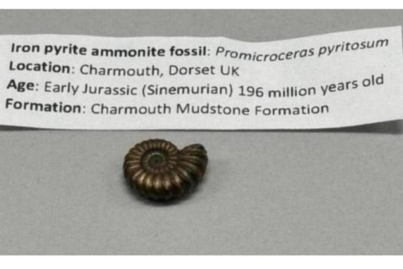 Iron pyrite ammonite fossil - Fossiel 196 miljoen jaar oud, Ophalen of Verzenden, Fossiel