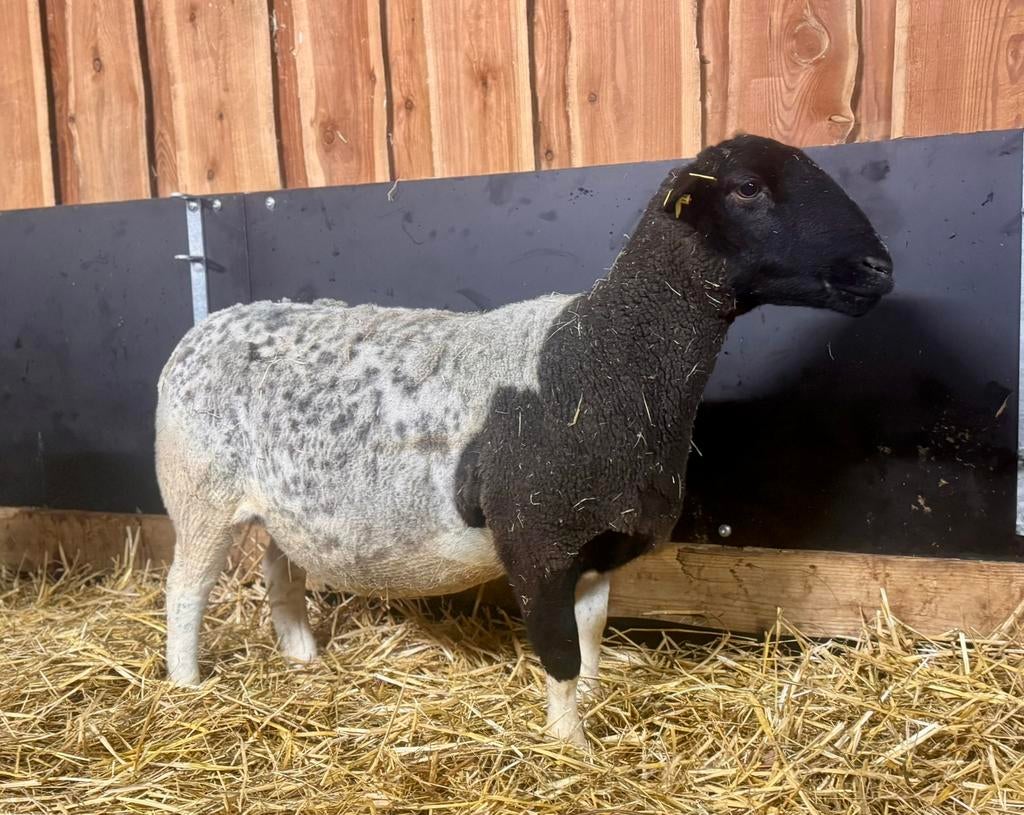 Dorper ooi, Dieren en Toebehoren, Schapen, Geiten en Varkens, Vrouwelijk, Schaap