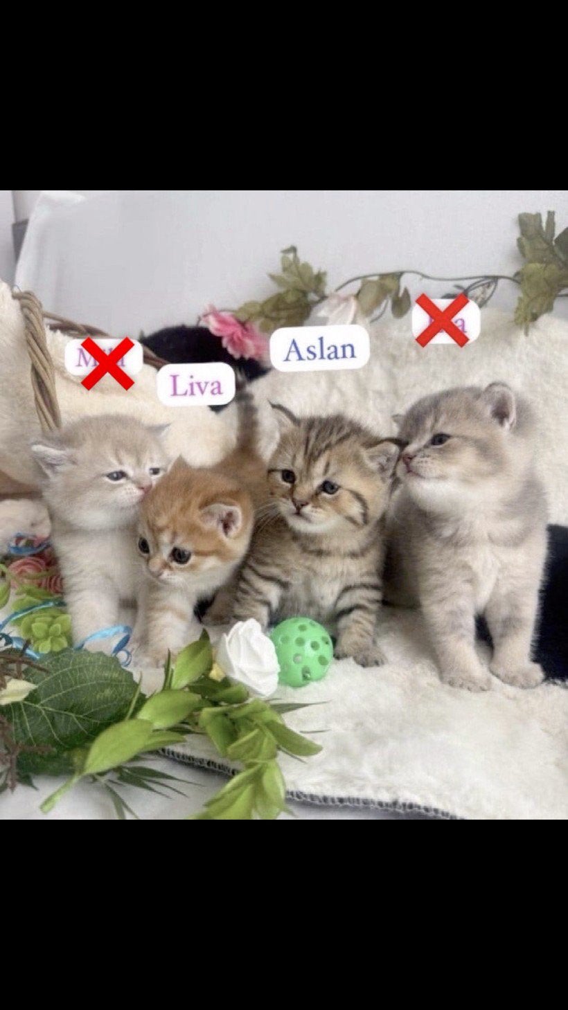 4 Prachtige Britse Korthaar kittens ️ 3 meisjes 1 jongen, Meerdere dieren, Gechipt, 0 tot 2 jaar