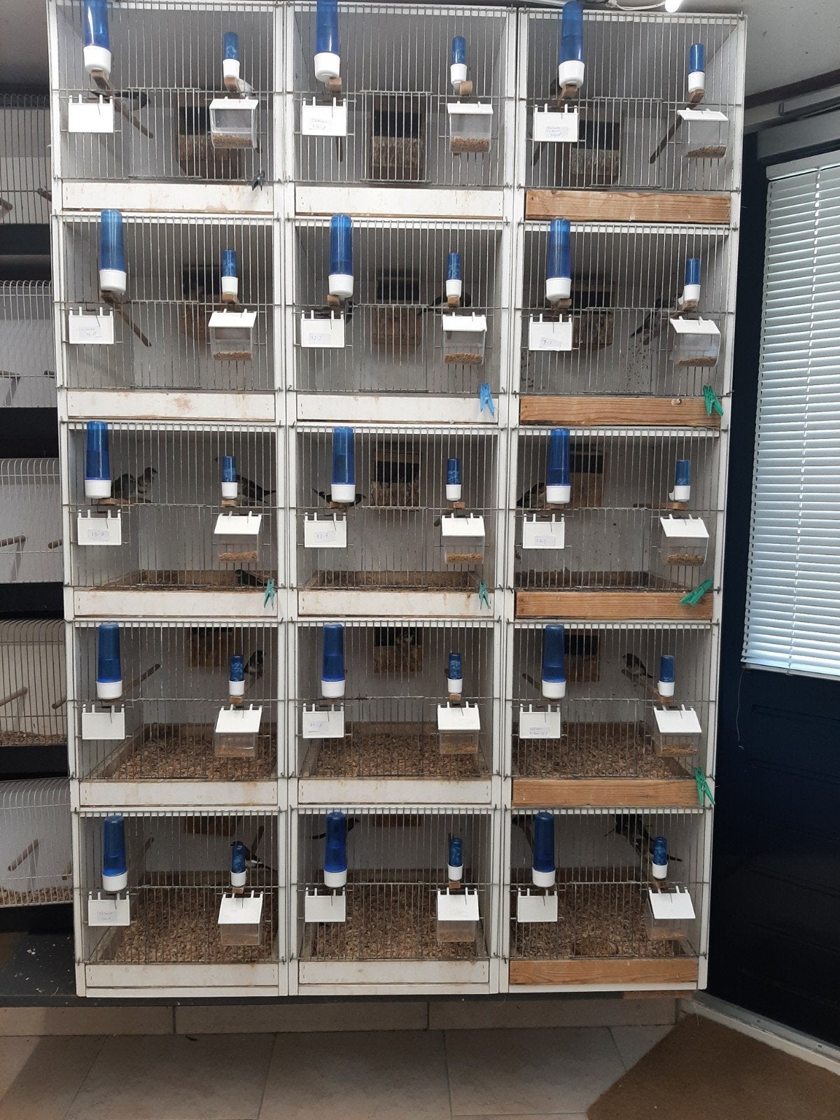 15 kweekkooien  compleet  evt met vogels, Dieren en Toebehoren, Vogels | Overige Vogels