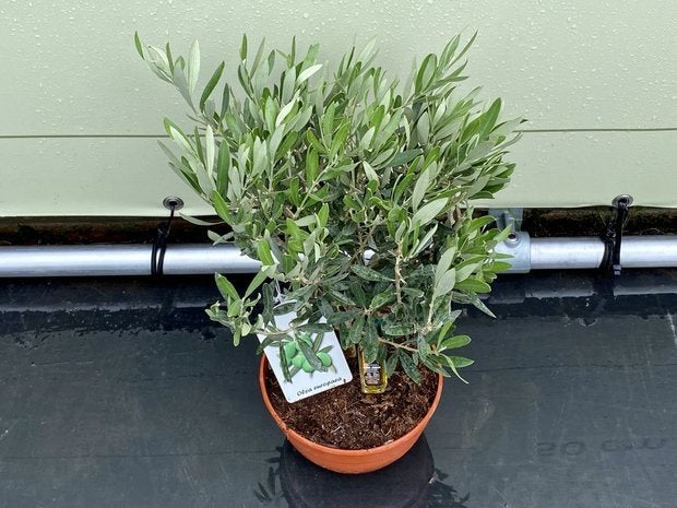 Olijfboom - Olea Europea - hoogte 40 cm, Ophalen of Verzenden, Olijfboom, Minder dan 100 cm, Zomer