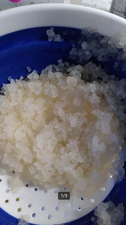 Waterkefir korrels, gratis afhalen, Ophalen