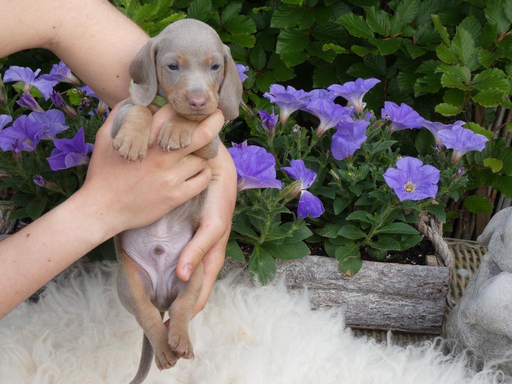 Prachtige, kaninchen x dwerg teckel pups, kleur Isabel-tan!, Parvo, 8 tot 15 weken, Korthaar, Dwerg