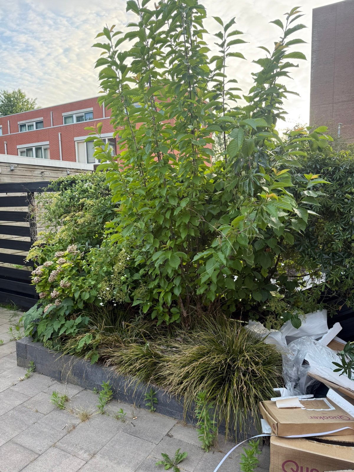 Gratis tuinplanten ophalen, Ophalen of Verzenden, Overige soorten, Halfschaduw