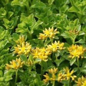 Sedum kamptschaticum. Sterke bloeiende bodembedeker P9 plant, Bodembedekkers, Volle zon, Vaste plant, Ophalen of Verzenden