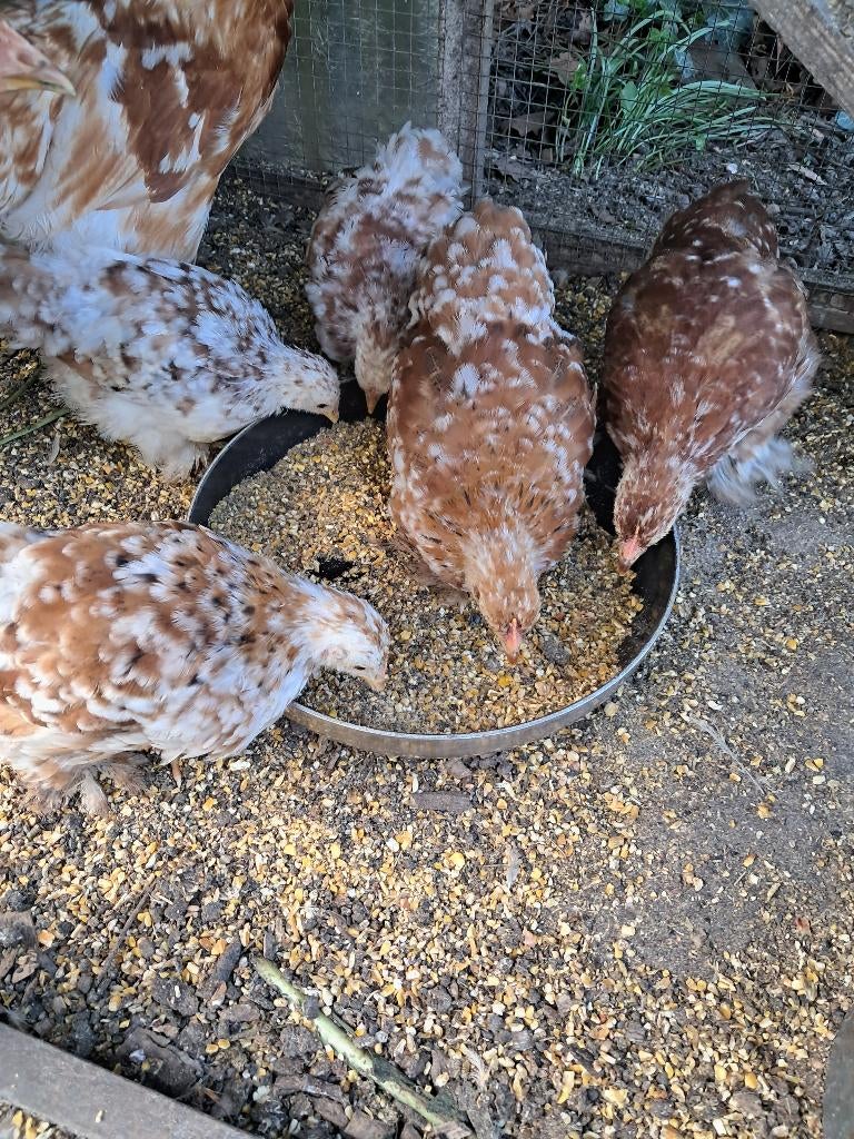 cochin kriel, Dieren en Toebehoren, Pluimvee, Kip, Vrouwelijk
