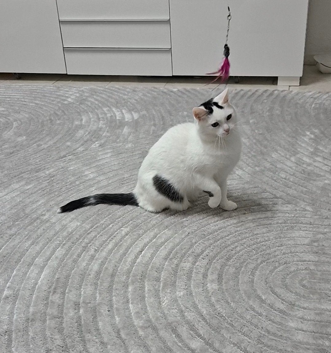 Europese korthaar katten, Dieren en Toebehoren, Katten en Kittens | Overige Katten, Poes