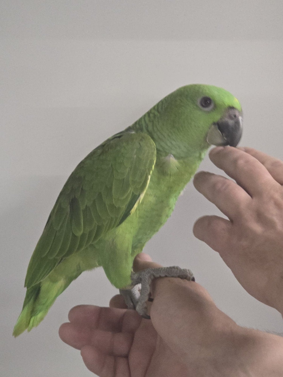 Tamme baby Geelnek Amazones met DNA en getest op alle ziekte, Dieren en Toebehoren, Vogels | Parkieten en Papegaaien, Meerdere dieren