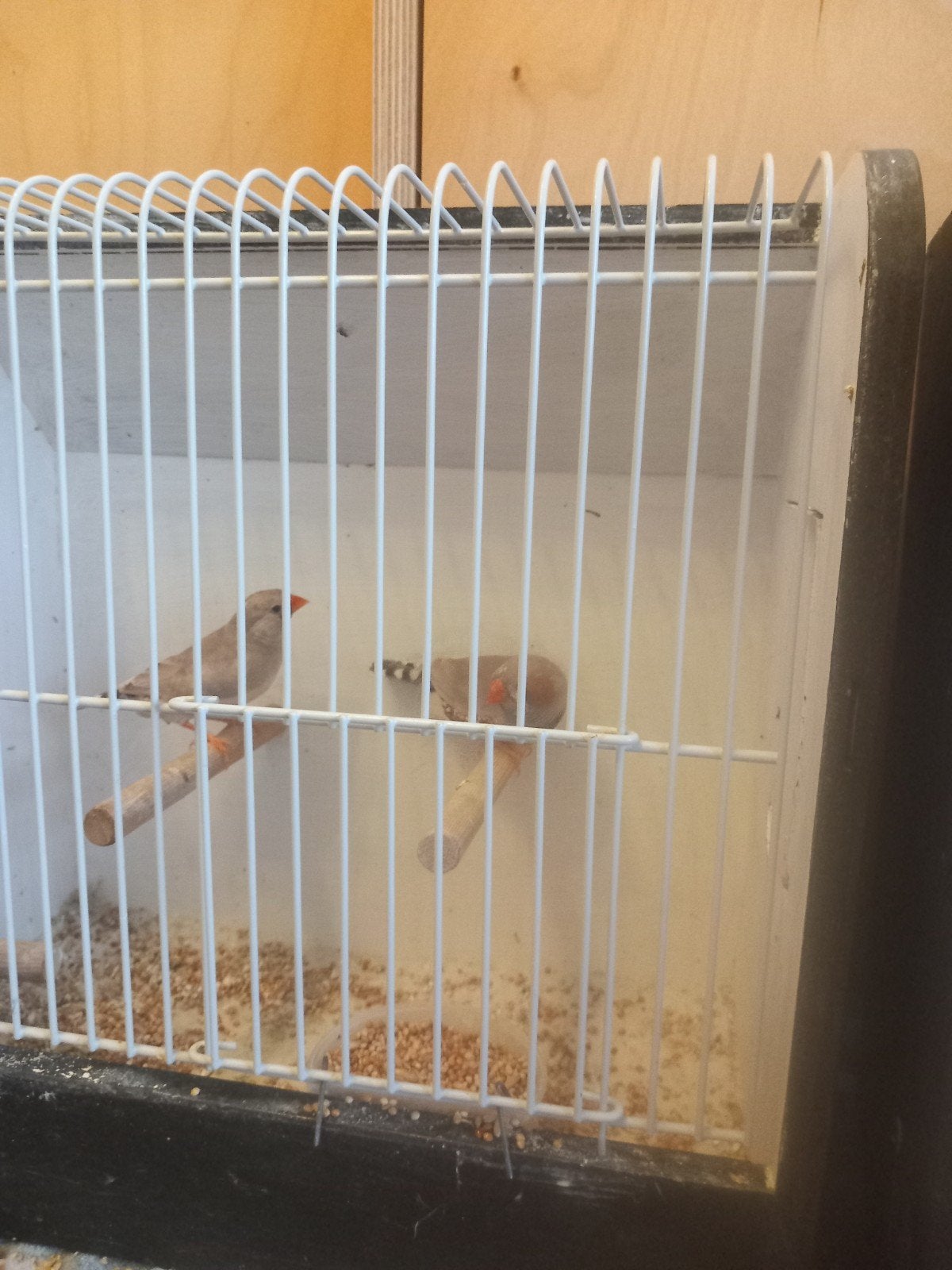 2 koppels zebravinken, Dieren en Toebehoren, Meerdere dieren, Tropenvogel