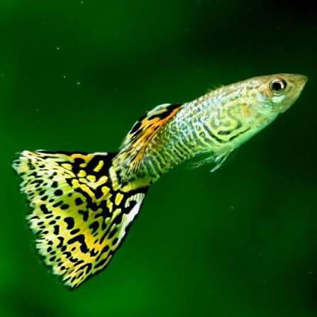 Prachtige Raszuivere Yellow Snakeskin Guppen (Delta Tail), Vis