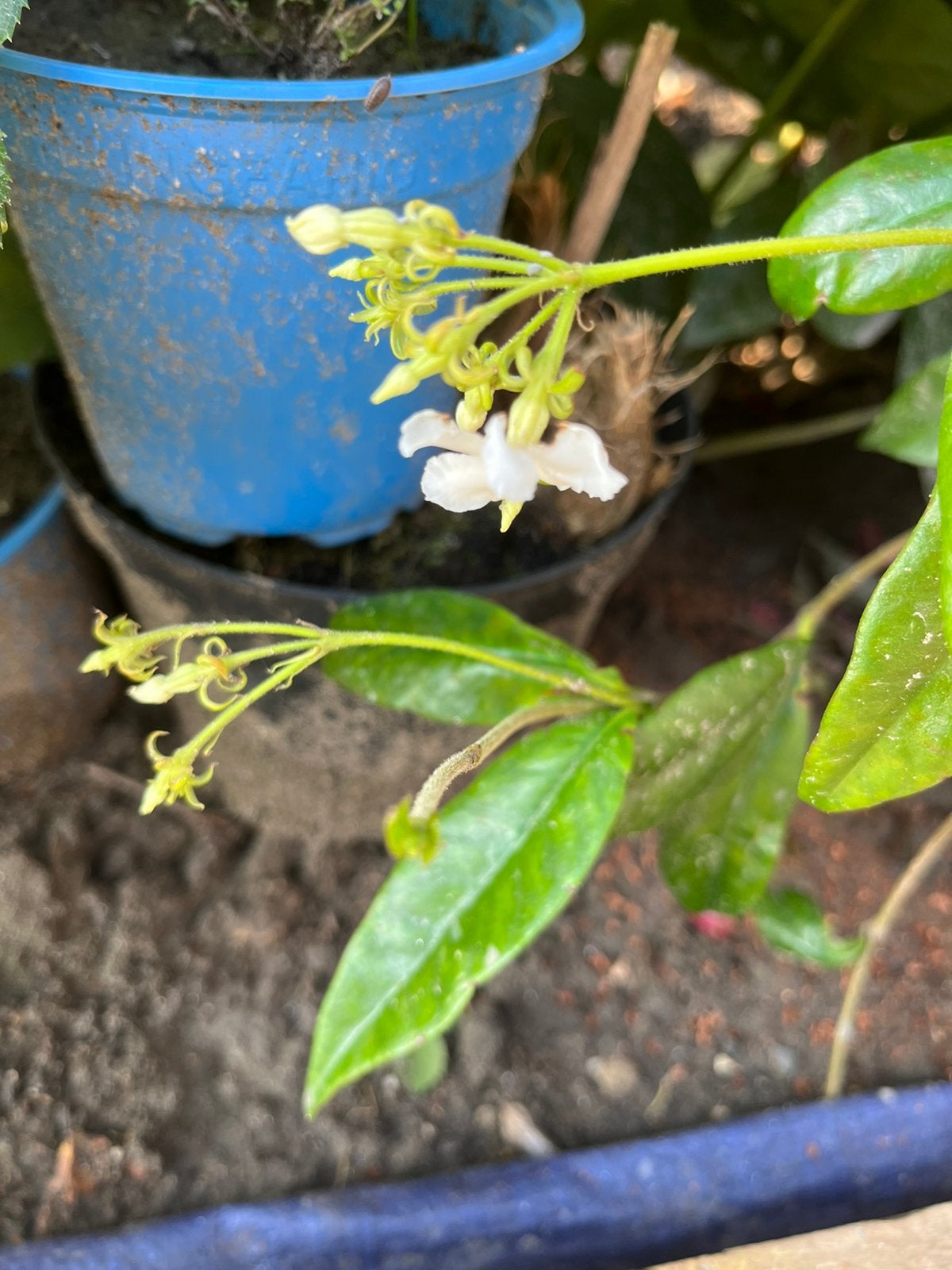 Twee Toscaanse Jasmijn witte bloem, Tuin en Terras, Planten | Tuinplanten, Ophalen, Klimplanten, Volle zon