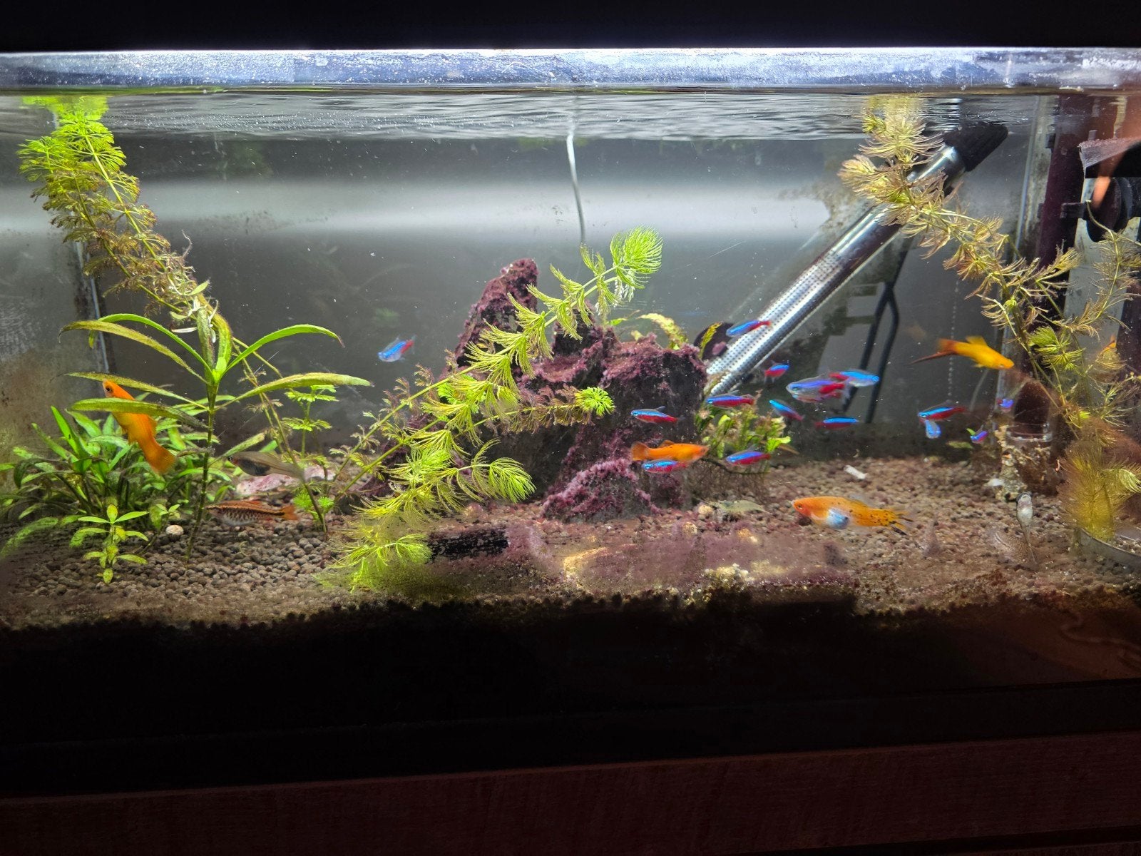 Compleet tropisch zoetwater aquarium 80 liter – Inclusief vi, Dieren en Toebehoren, Ophalen, Overige merken, Pomp, Gevuld zoetwateraquarium